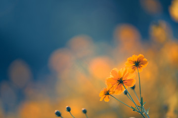 哪些养生知识适合在秋季发给顾客？